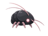 Camarón de cueva
