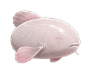 Pez ciego